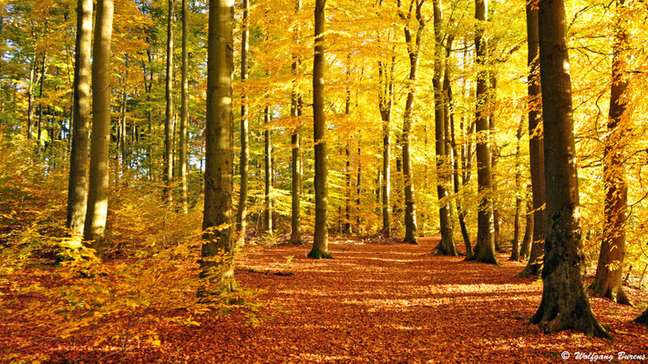 "Westerwaldsteig" am Postweiher 31.10.2016