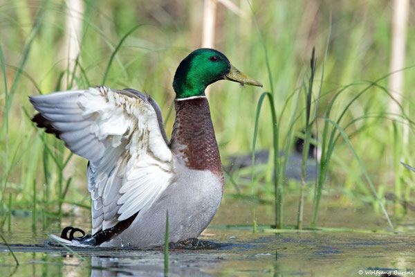 Stockente