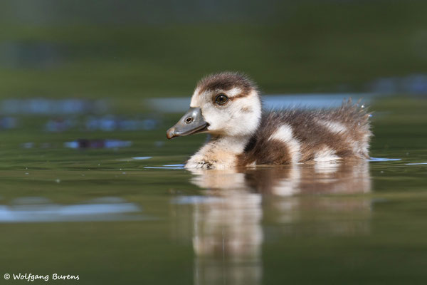 junge Nilgans