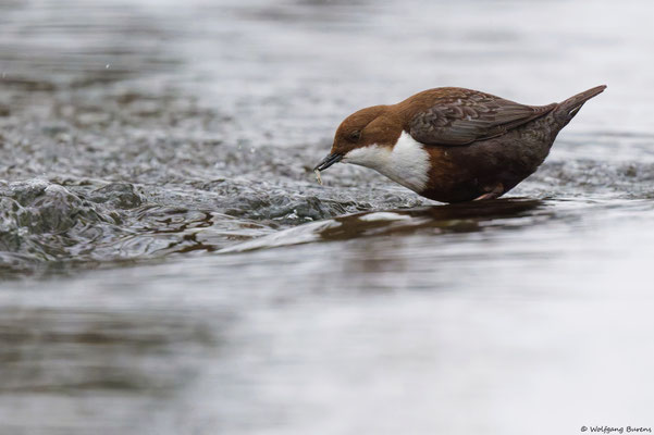 Wasseramsel