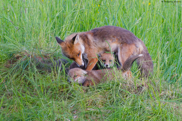 Am Fuchsbau II