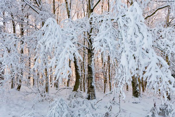 Winterliche Birken im Hohen Westerwald