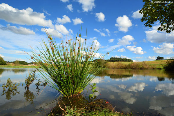 Biberteich 26.07.2020