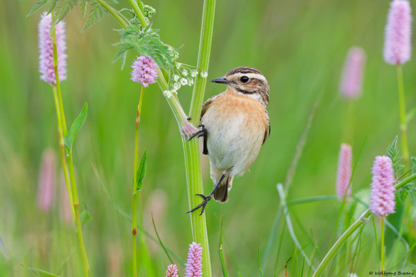"Saxicola rubetra" Whinchat "Tarabilla norteña" "Tarier des prés" Stiaccino  Paapje Buskskvätta Westerwald "Hoher Westerwald" Westerwaldkreis Rheinland-Pfalz