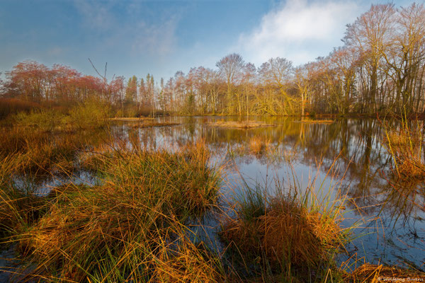 Frühlingsbeginn am Moorweiher