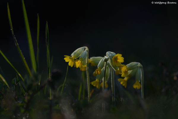Frühlings-Schlüsselblume, Dill