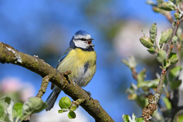 Blaumeise