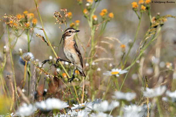 "Saxicola rubetra" Whinchat "Tarabilla norteña" "Tarier des prés" Stiaccino  Paapje Buskskvätta Westerwald "Hoher Westerwald" Westerwaldkreis Rheinland-Pfalz