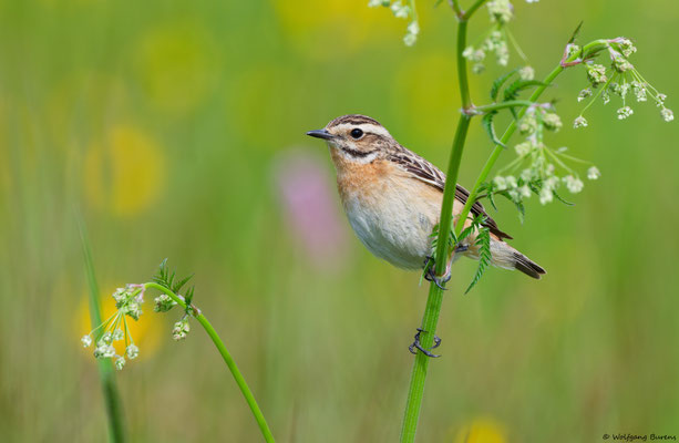 "Saxicola rubetra" Whinchat "Tarabilla norteña" "Tarier des prés" Stiaccino  Paapje Buskskvätta Westerwald "Hoher Westerwald" Westerwaldkreis Rheinland-Pfalz