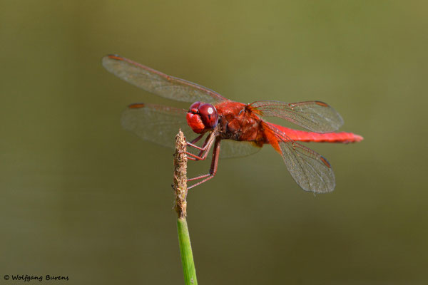 Feuerlibelle, Guckheim