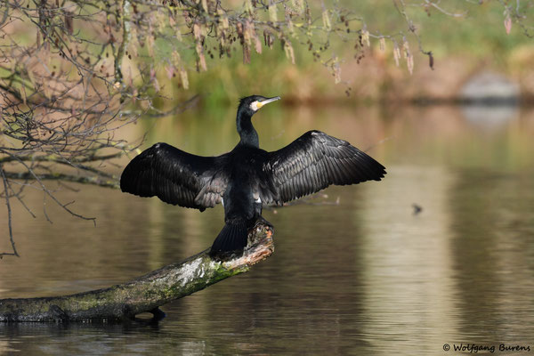 Kormoran, Holzbach