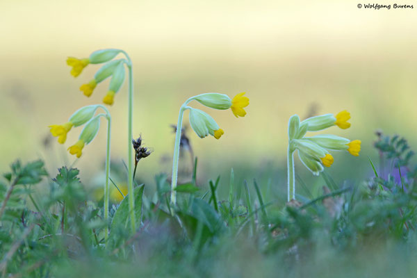 Frühlings-Schlüsselblume