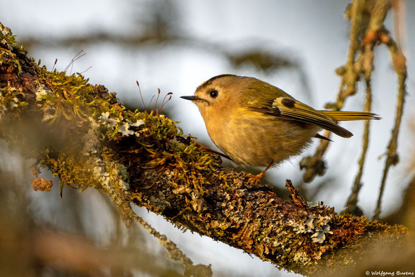 Wintergoldhähnchen