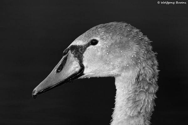 junger Höckerschwan