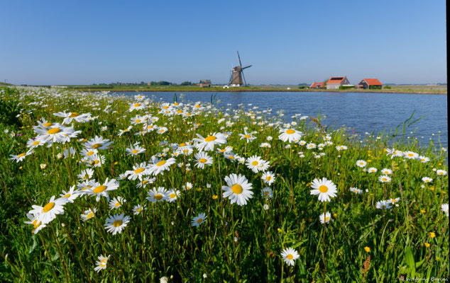 Margeriten vor der Windmühle Het Noorden 