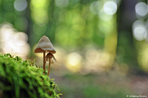 "2im Wald"