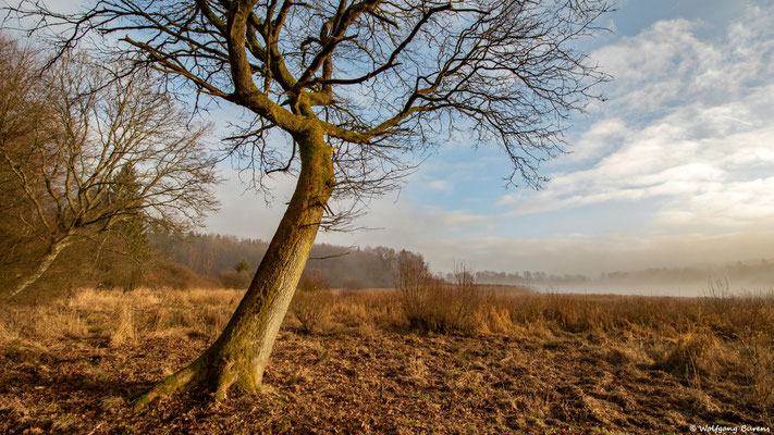Mertinger Heide, 12.02.2023