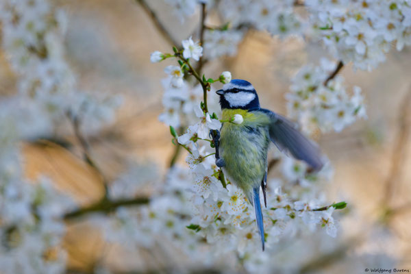 Blaumeise