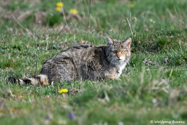 Wildkatze