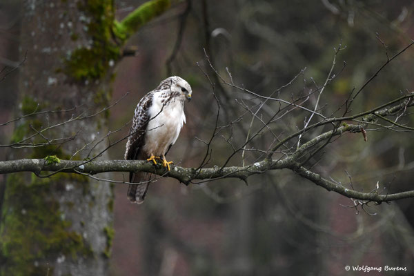 Mäusebussard