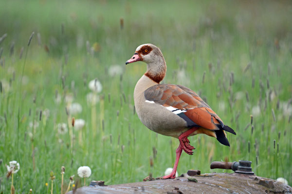 Nilgans