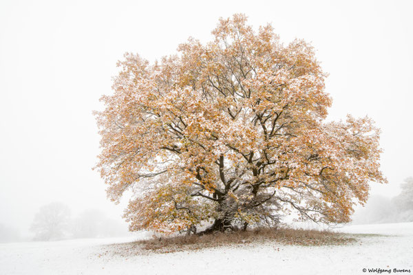 winterliche Stieleiche