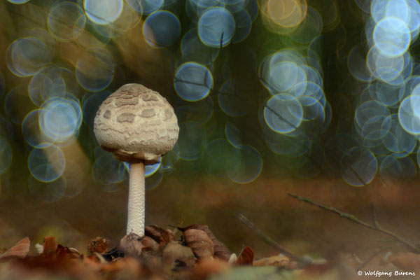 Parasolpilz