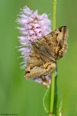 Braune Tageule