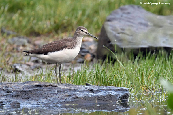Waldwassserläufer