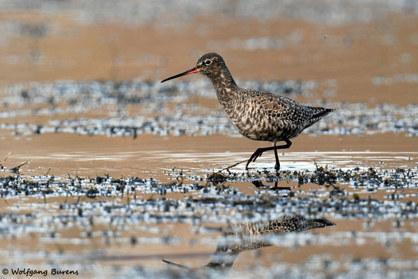 Dunkler Wasserläufer 