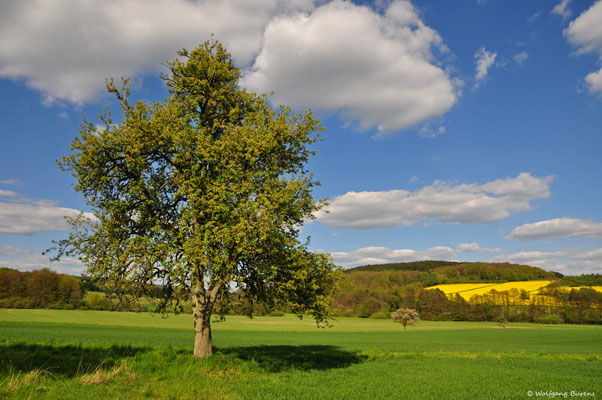 Aubachtal bei Ötzingen, 09.05.2017