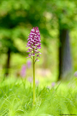 Orchis purpurea x Orchis militaria, Rhein