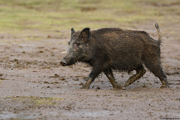 Wildschwein