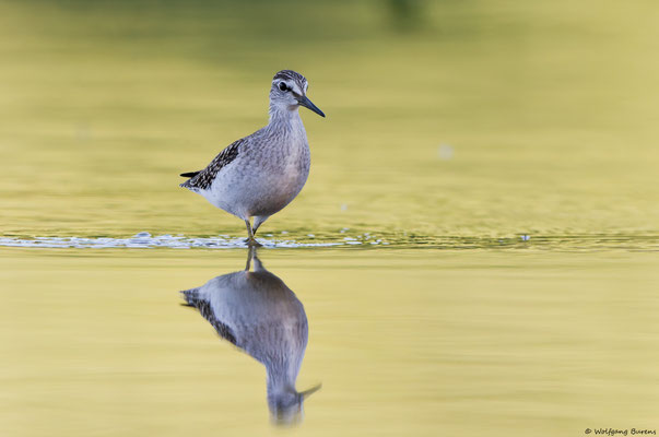 Bruchwasserläufer