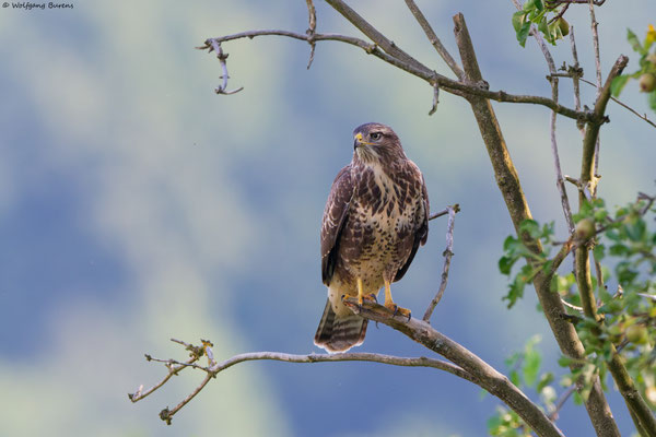 Mäusebussard