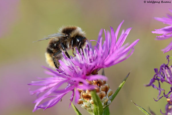 Wald-Hummel, Helferskirchen