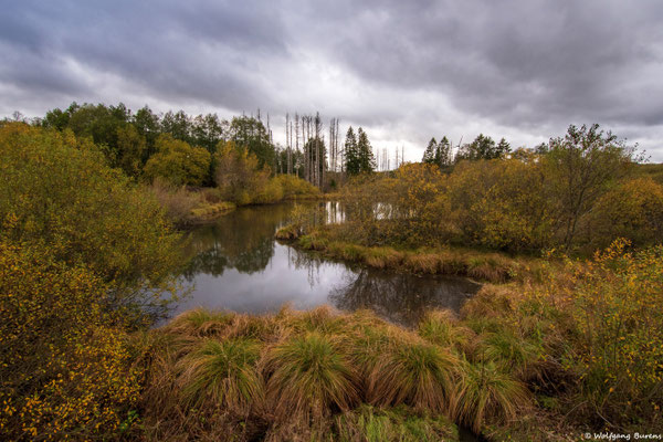 "im Mähwald", 24.10.2025