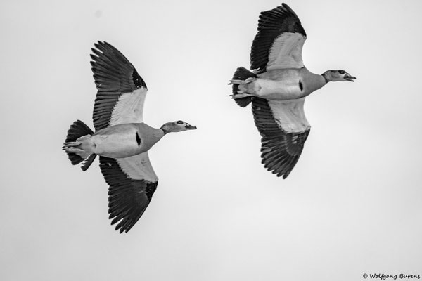 Nilgänse