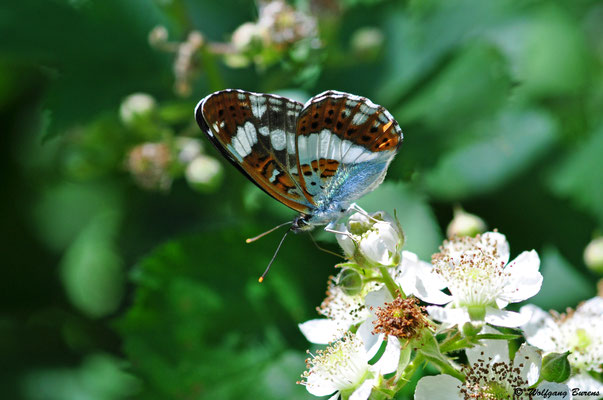 Kleiner Eisvogel, Große Nister