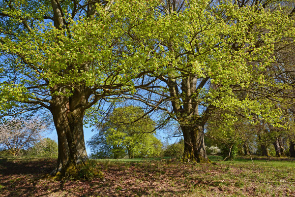 Amdorfer Viehweide, 21.04.2019