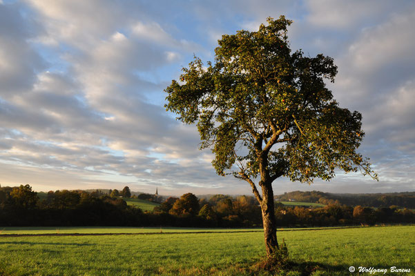 Obstbaum, Helferskirchen