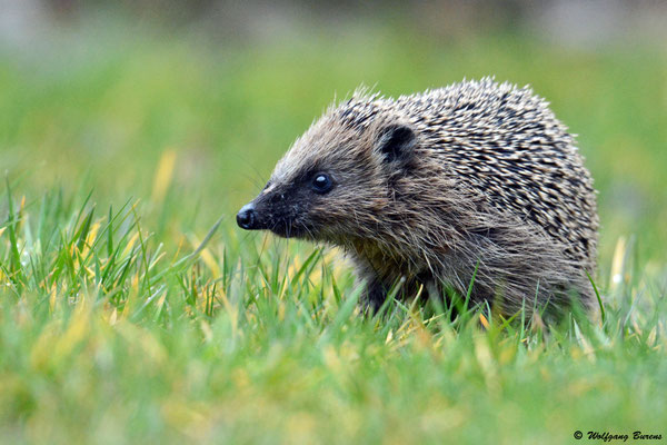 Igel