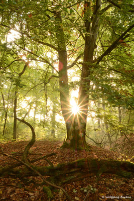 Goldener Oktober, 04.10.2018