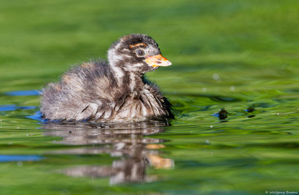 Zwergtaucher
