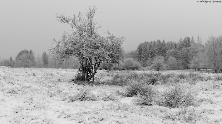 "in den Weihern", Langenbaum