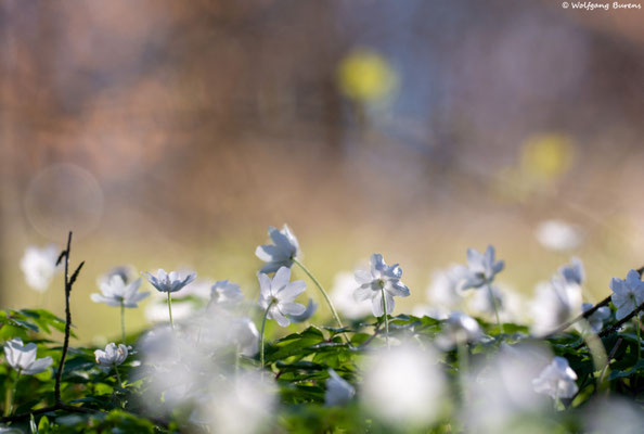"Anemonenwald", Holzbachschlucht
