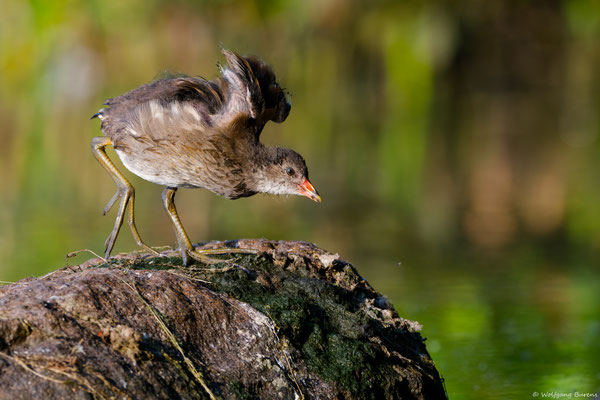 junges Teichhuhn