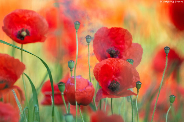 Klatsch-Mohn, Hartenfels