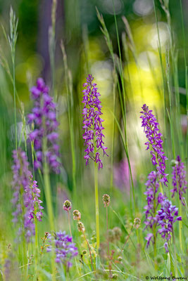 Orchis anthropophora x Orchis militaris, Mosel
