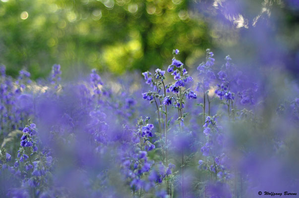 Blaue Himmelsleiter
